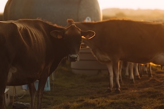 vaches jersiaise